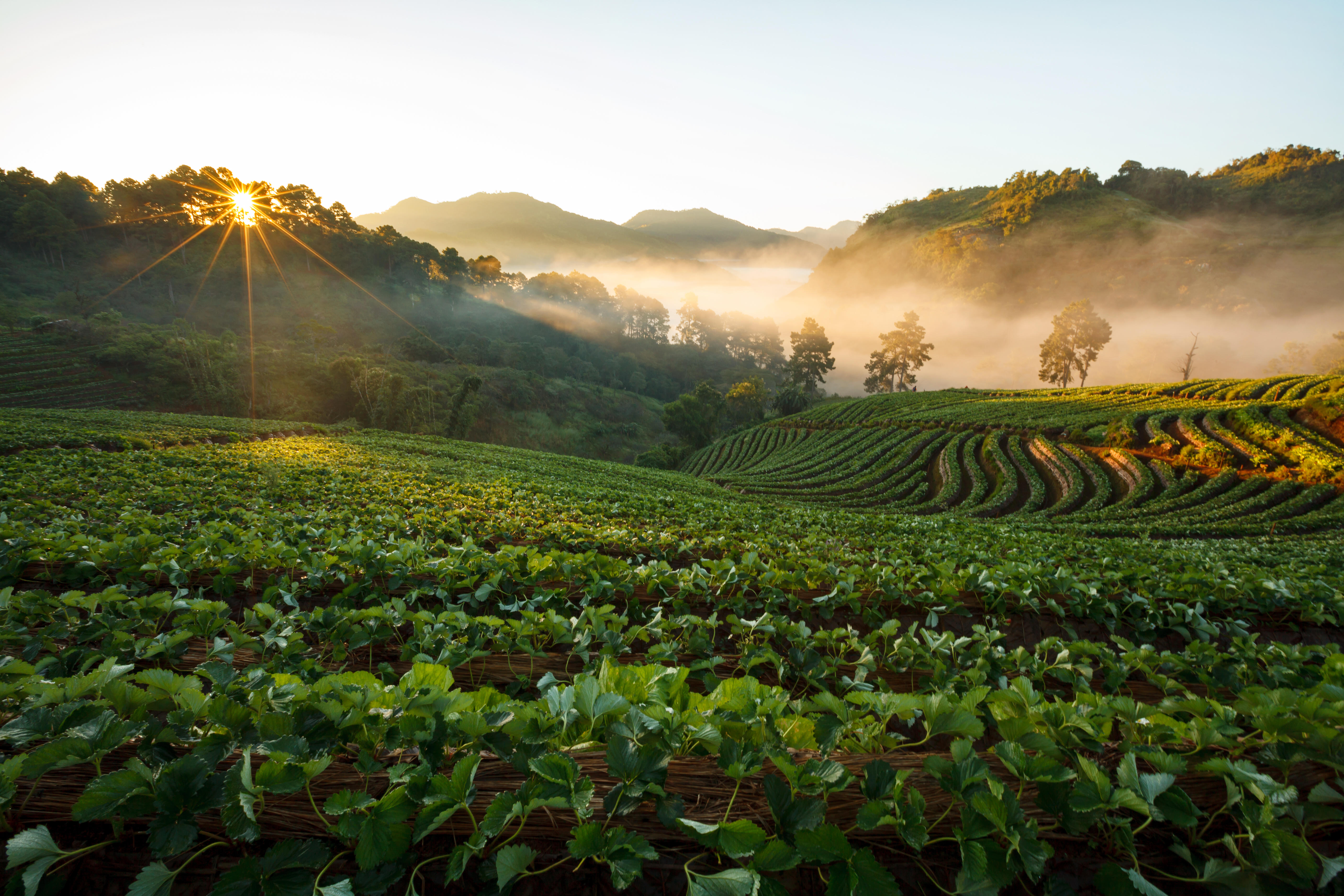 Strawberry Farm