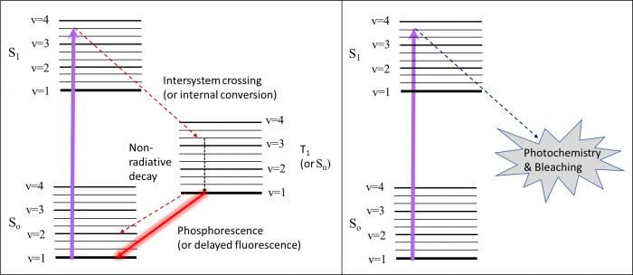 "Jablonski diagram of delayed fluorescence, phosphorescence and photochemistry"