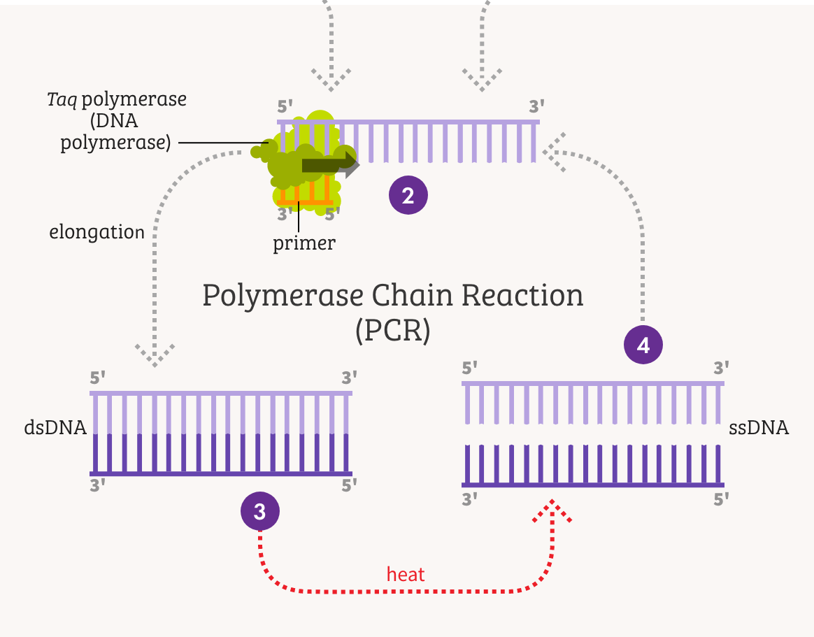 Single Specific Primer-Polymerase Chain Reaction (SSP-PCR) and Genome Walking