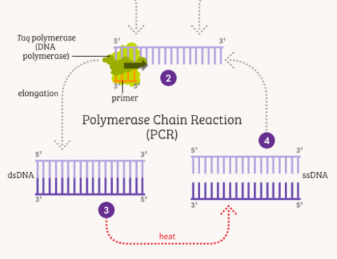 PCR graphic 